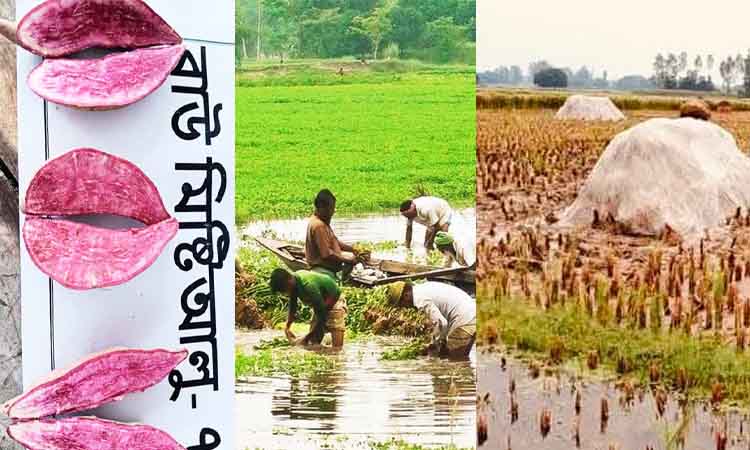 আজকের কৃষি সংবাদ