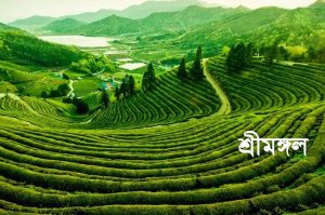 শ্রীমঙ্গল ভ্রমণ গাইড: ঘুরে দেখুন চা বাগান, জলপ্রপাত ও লাউয়াছড়া বন